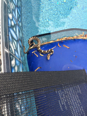 eastern fox snake ontario