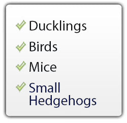 Ducklings, Birds, Mice, Small Hedgehogs