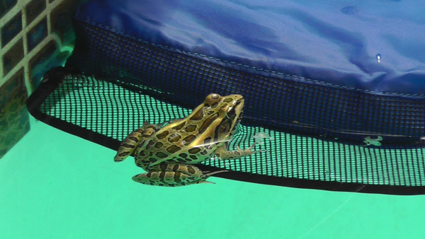 leopard frogs