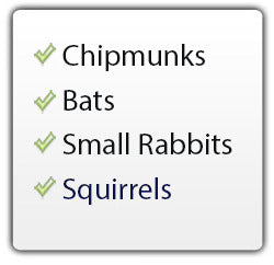 Chipmunks, Bats, Small rabbits, Squirrels