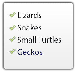Lizards, Snakes, Small Turtles, Geckos